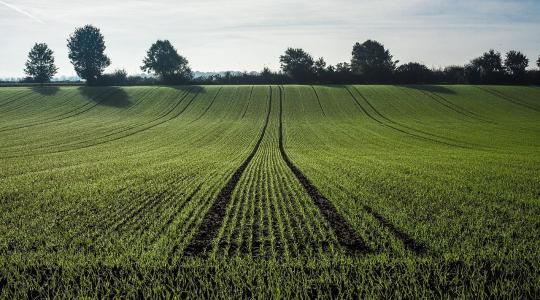 Ne várjuk meg a tavaszt: már most védekezni kell a kalászos betegségek ellen