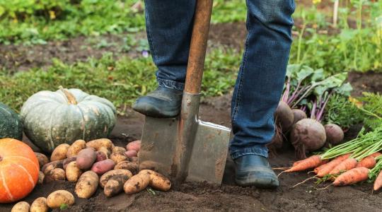 Egészséges talaj, egészséges növény – a szerves trágya újraéledése Egészséges talaj, egészséges növény – a szerves trágya újraéledése