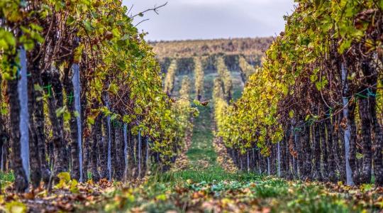 Szigorították a szabályokat a műveletlen szőlők miatt – bírság és kivágás is jöhet