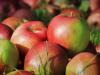 Újabb mélypontra süllyedt az ipari alma felvásárlási ára 
