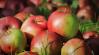 Újabb mélypontra süllyedt az ipari alma felvásárlási ára 