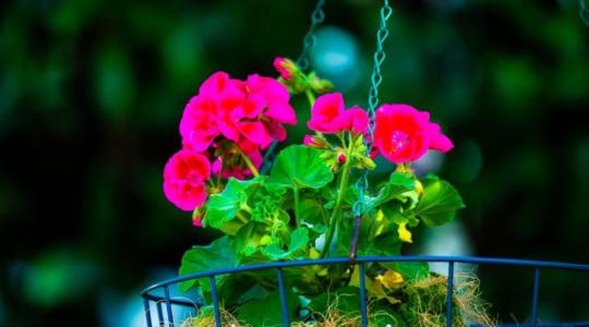 Így teleltesd a muskátlit, hogy jövőre is virágozzon