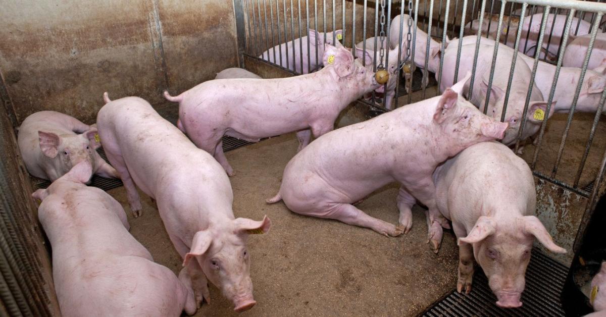 Sertéshiány a világpiacon: új esély a magyar exportnak