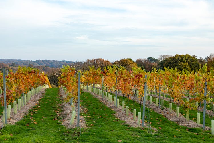szőlő lemosó permetezés