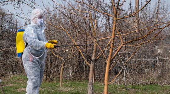 Gyümölcsfák lemosó permetezése tél előtt – teljes útmutató Gyümölcsfák lemosó permetezése tél előtt – teljes útmutató