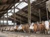 Istálló higiénia télre: Ammóniaszint, szellőzés, almozás