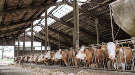 Istálló higiénia télre: Ammóniaszint, szellőzés, almozás