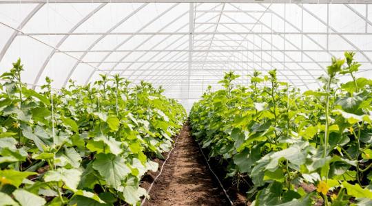 Fóliasátor páramentesítés novemberben – gombaellenes praktikák