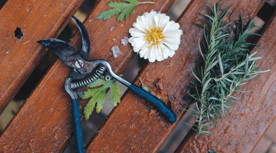 Metszőolló élezése és karbantartása – profi tippek Metszőolló élezése és karbantartása – profi tippek