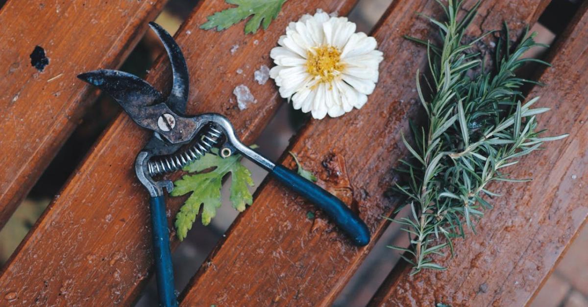 Metszőolló élezése és karbantartása – profi tippek