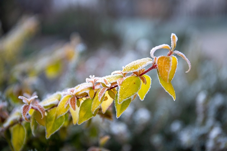 fagykár megelőzése kertben