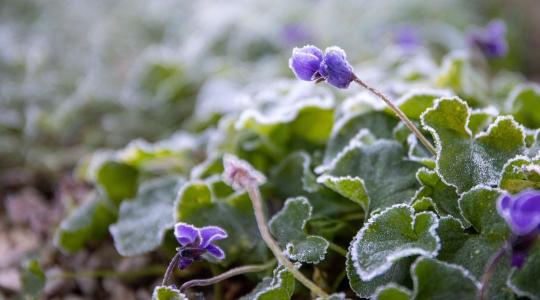 Fagykár megelőzése a kertben – talajtakarás és mikroklíma-trükkök
