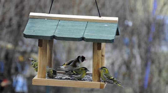 Madáretetés télen helyesen – mit, mikor és hol?