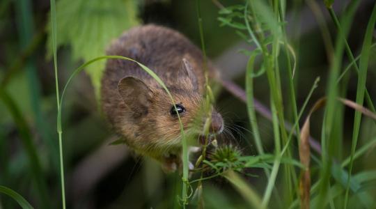 Rágcsáló elleni védelem kertben tél előtt – humánus és hatékony megoldások Rágcsáló elleni védelem kertben tél előtt – humánus és hatékony megoldások