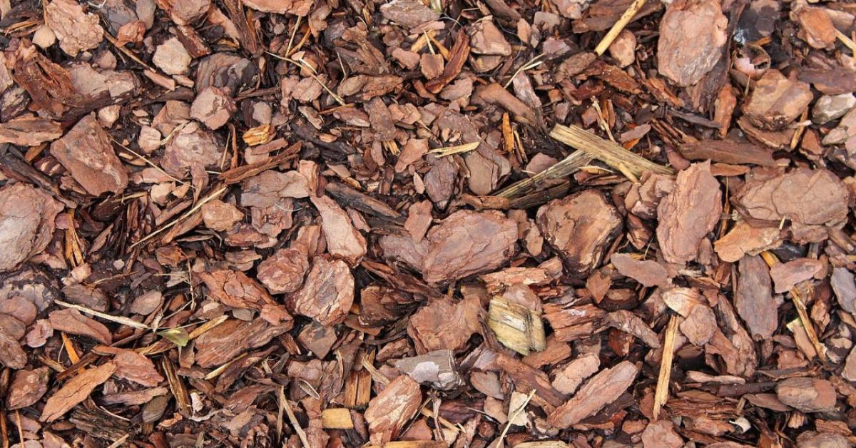 Kéregmulcs használata tél előtt – vastagság, anyag, hibák Kéregmulcs használata tél előtt – vastagság, anyag, hibák