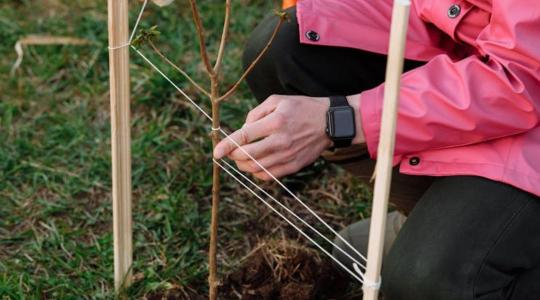 Oltványok tárolása és gyökérvédelem a kiültetésig
