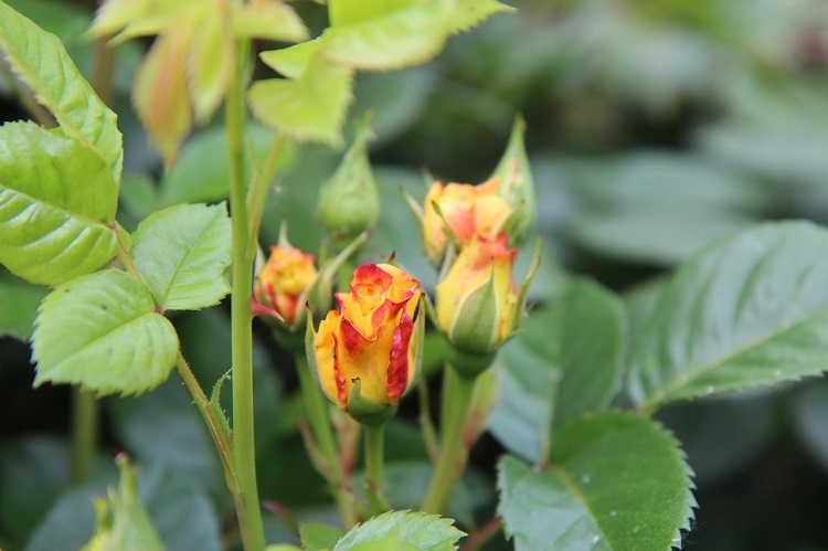 rózsák télre metszése