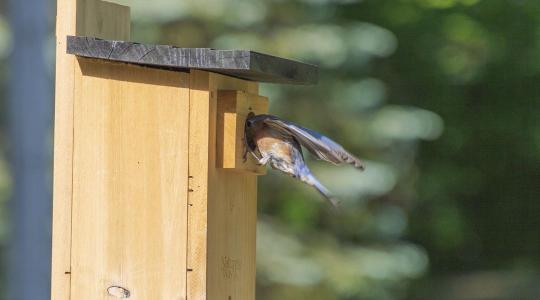 Madárodú kihelyezés tél előtt – méretek és elhelyezés Madárodú kihelyezés tél előtt – méretek és elhelyezés