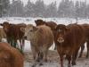 Szarvasmarha téli takarmány stratégia – rost, energia, ásványi anyag