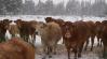 Szarvasmarha téli takarmány stratégia – rost, energia, ásványi anyag