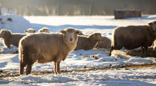 Juhteleltetési tippek – almozás, ellési előkészítés, parazita-kontroll