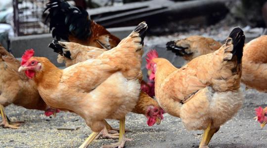 Baromfi tojástermelés fenntartása télen – világítás és takarmány