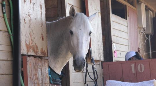 Lóistálló szellőzés télen – huzat nélkül, egészségesen