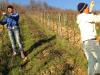 Szőlő karózás és kötözés javítása tél előtt