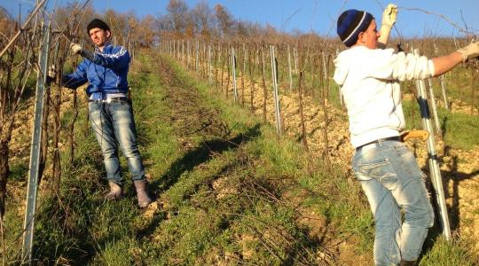 Szőlő karózás és kötözés javítása tél előtt