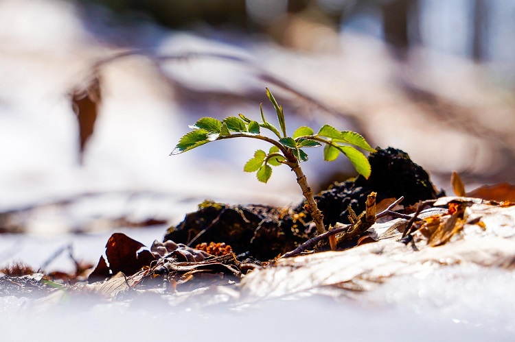 vetés előtti talaj-előkészítés