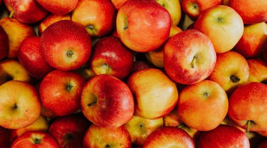 Gyümölcstároló pincék klímája – páratartalom és penészmentesítés