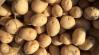 Burgonya ládás tárolása – csírázás és rothadás megelőzése