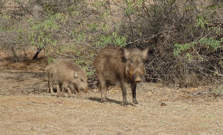 vadkár elleni kerítés