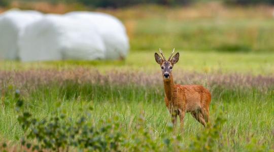 Vadkár elleni kerítés télre – magasság, hálósűrűség, alapozás Vadkár elleni kerítés télre – magasság, hálósűrűség, alapozás