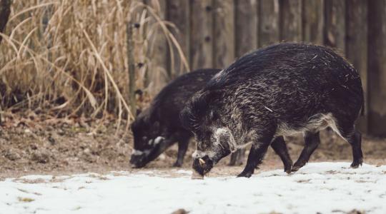 Gyümölcsfák vadkár elleni védelme – törzsvédő és riasztó módszerek