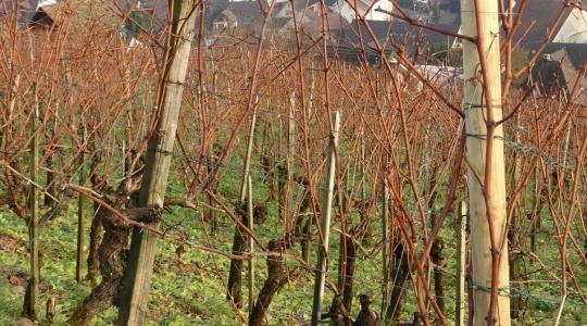 Szőlővenyige hasznosítása – aprítás, komposzt, bioenergia Szőlővenyige hasznosítása – aprítás, komposzt, bioenergia
