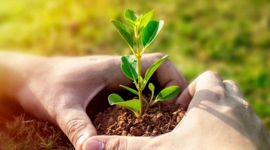 Faültetés tél előtt – mely fajok bírják és hogyan ültessünk?