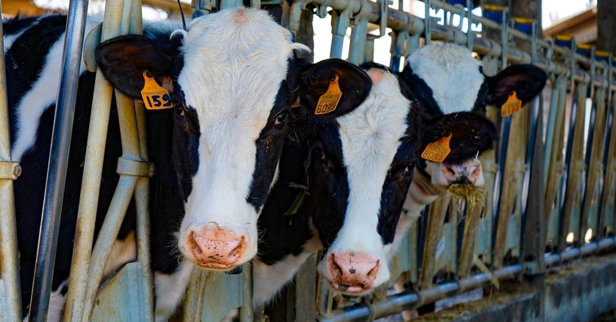 Így védi meg az állatait egy Fejér vármegyei tehenészet