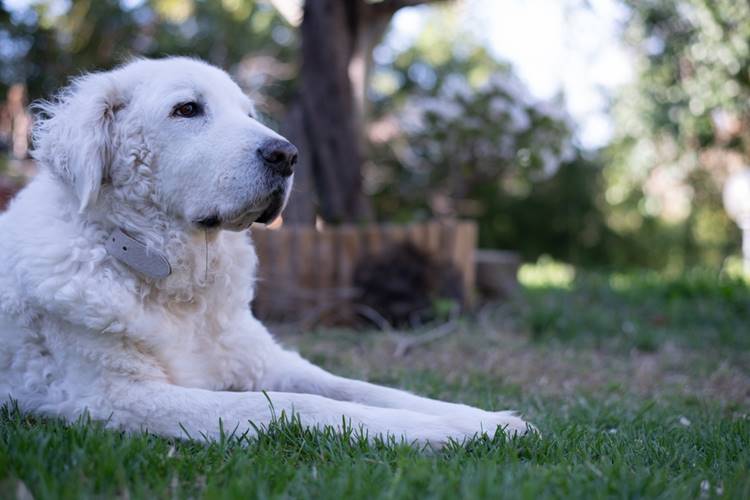 kuvasz
