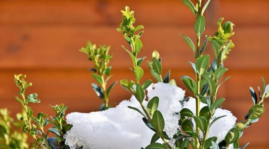 9 téli hiba, ami miatt tavasszal siralmas látványt nyújthat a kerted 9 téli hiba, ami miatt tavasszal siralmas látványt nyújthat a kerted