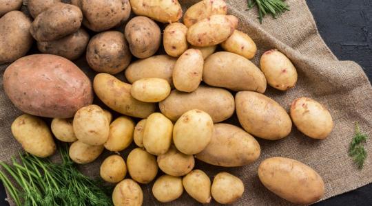 Krumpliválság Európában – stabilitás vagy összeomlás jön?