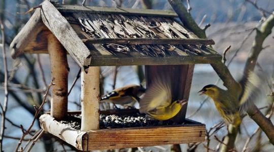 A madáretetés új szabályai: 5 dolog, amit eddig rosszul csináltunk A madáretetés új szabályai: 5 dolog, amit eddig rosszul csináltunk