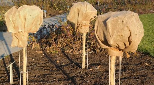 Fagy előtt egy héttel: a profi kertészek ellenőrzőlistája Fagy előtt egy héttel: a profi kertészek ellenőrzőlistája