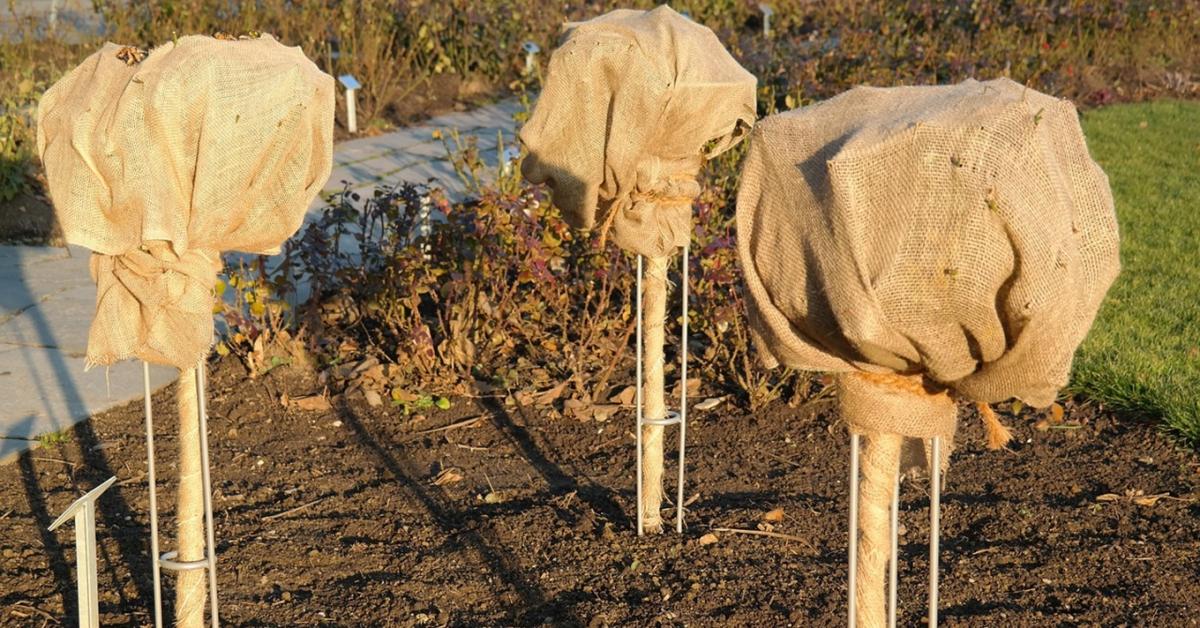 Fagy előtt egy héttel: a profi kertészek ellenőrzőlistája Fagy előtt egy héttel: a profi kertészek ellenőrzőlistája