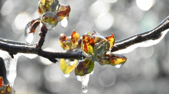 A szomszéd trükkje a fagykár ellen – pofonegyszerű és működik A szomszéd trükkje a fagykár ellen – pofonegyszerű és működik