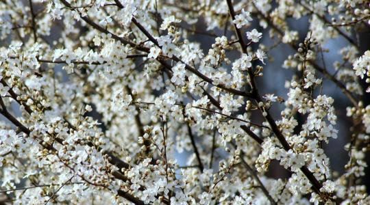 A legolcsóbb fagyvédelem, amit ma meg tudsz csinálni
