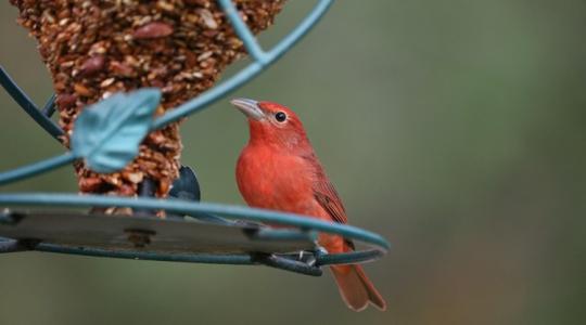 8 dolog, amitől a madarak visszatérnek a kertedbe