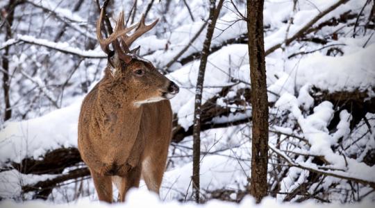 Megosztó téma: etessünk-e vadakat télen? Megosztó téma: etessünk-e vadakat télen?