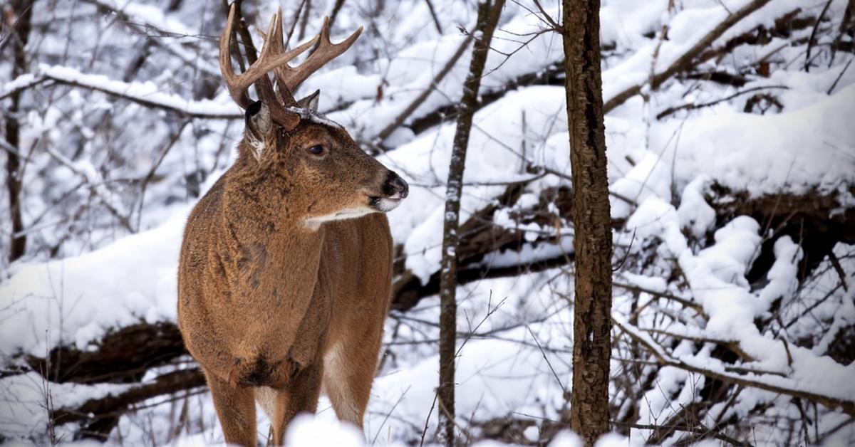 Megosztó téma: etessünk-e vadakat télen? Megosztó téma: etessünk-e vadakat télen?