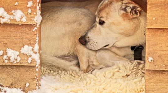 A kutyák téli udvara: mire figyelj, ha fagy jön? A kutyák téli udvara: mire figyelj, ha fagy jön?